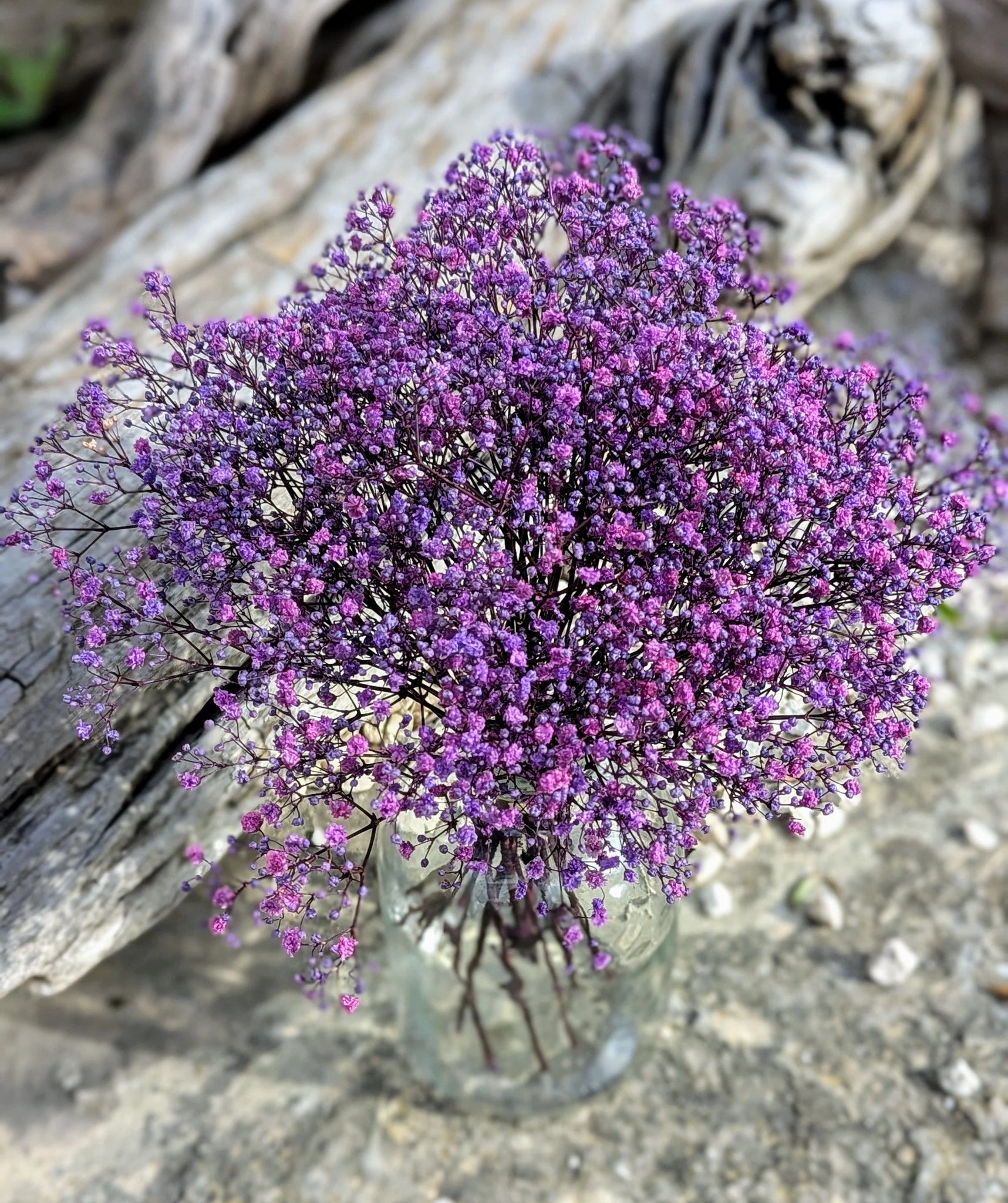 bouquet de gypsophile violet