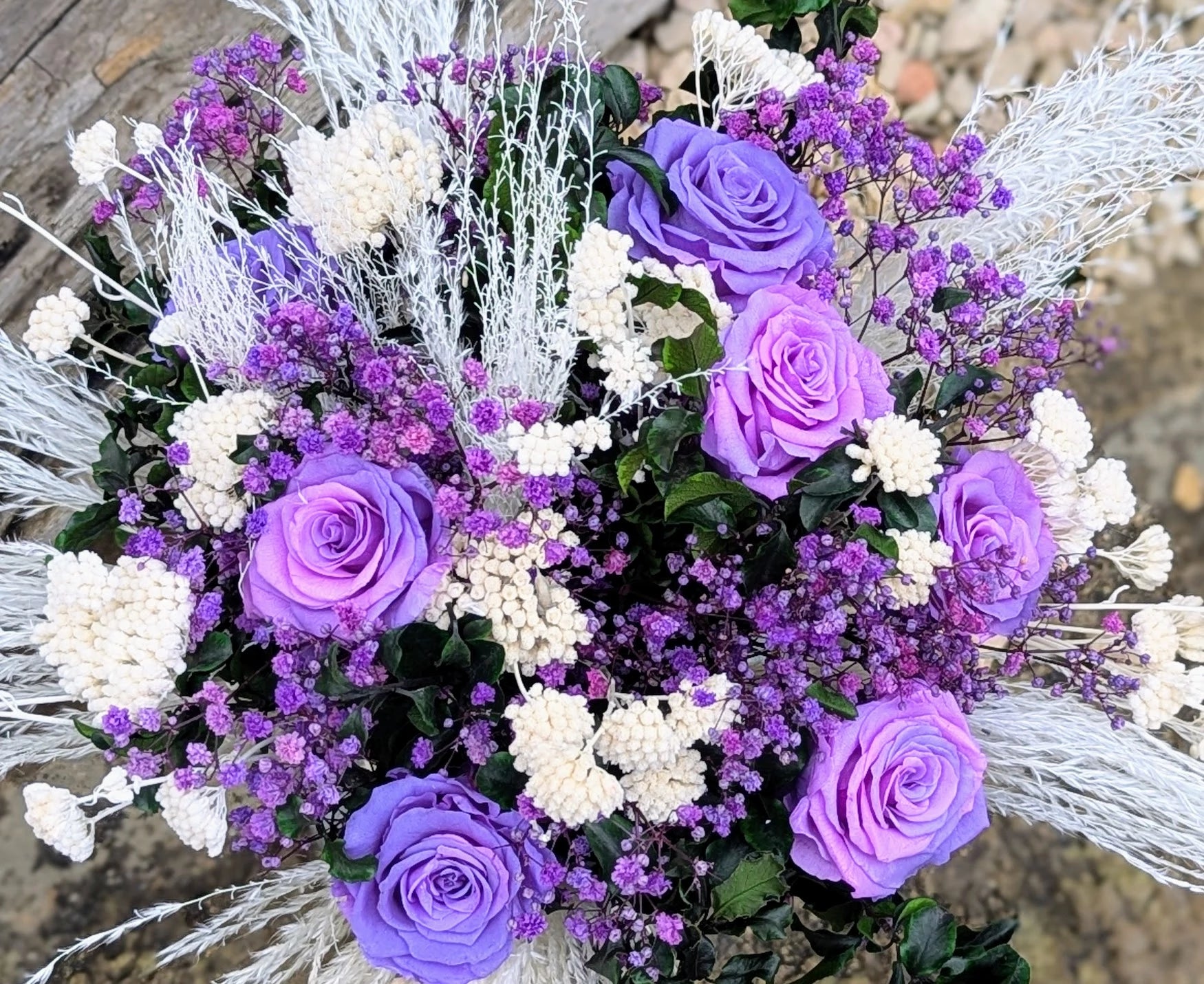 Gros plan sur les roses bicolores lilas et rose tendre