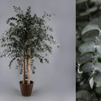 eucalyptus-cinerea-stabilise-plante-deco-durable-sans-entretien