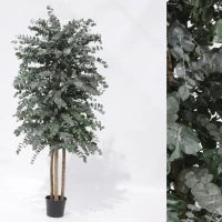 Plante décorative d'eucalyptus cinerea stabilisée pour une élégance durable.