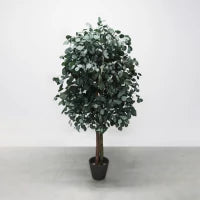 Eucalyptus populus stabilisé 150 cm – touche végétale intemporelle. Plante stabilisée pour maison et bureau. Élégance et durabilité avec l'eucalyptus populus stabilisé.